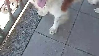 Look how happy and fun my Rex is.If you love pets, subscribe to my channel for more videos!