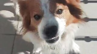 If there's a dog that's active, Rex is one of them.If you love pets, subscribe to my channel for more videos!