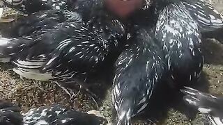 The bird black