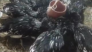 The small chicken