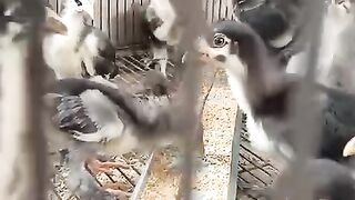 Cage and chicken