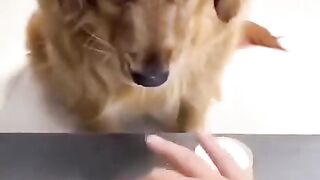 New Funny Video 2024, Must Watch Funny Video try not to laugh #short 3