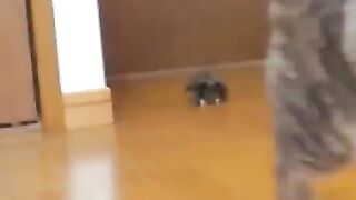 New Funny Video 2024, Must Watch Funny Video try not to laugh #short 5