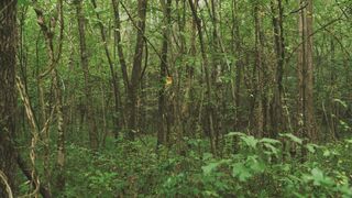 Anjing Pelacak Hutan