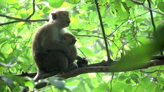 Baby Animals - Amazing World Of Young Animals - Free Stock Footage - No Copyright Video