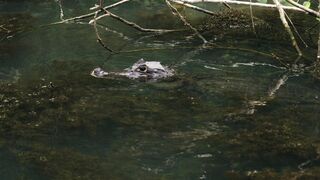 Buaya Mengintai Mangsa di Sungai