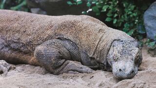 Komodo Hewan Buas