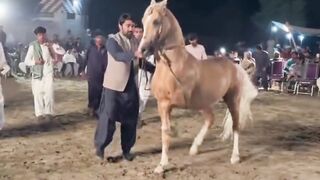 Horse video ???????? 2