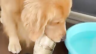 Gentil chien 2