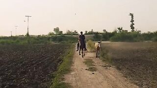 Horse video 7