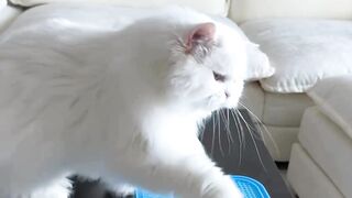 Funny cat/lovely cat/cute cat