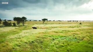 Lion pride works together to hunt buffalo ???? Serengeti II