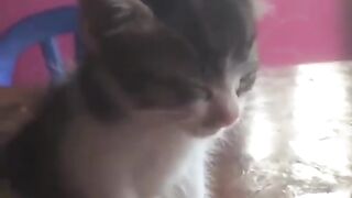 kitten sleeping