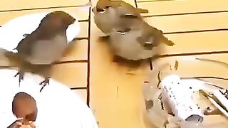 Maman moineau