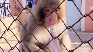 Angry monkey.
