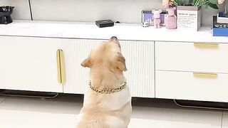 The dog was fascinated by the animal illustrated book while watching the movie