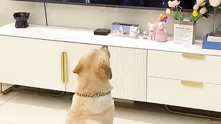 Dogs watch TV watching Animal