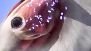 Suicidal Sacrifice: The Shocking Power of a Parasite