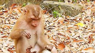 Forest Monkey shorts