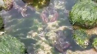 Shrimp playing