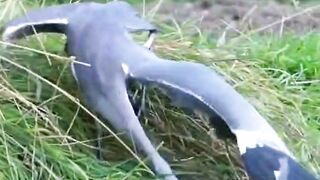 Heron catch big fish