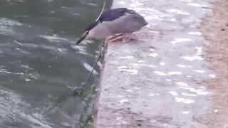 Heron looking fish