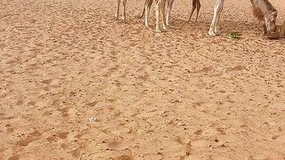 جمال الصحراء