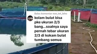 PEMULA  jangan tebar bibit lele ukuran kecil dikolam BULAT tinggi 1 meter