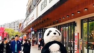 Panda comedy video