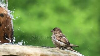 عصافير جميلة