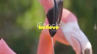 5 Fun Facts About Flamingos!
