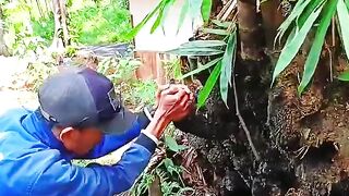 Kris in bamboo roots