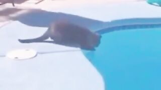 Funny Cats Video 2
