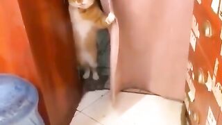 Funny cats Video I Laughing Video #funny #funny video #funny cats #funnyanimal
