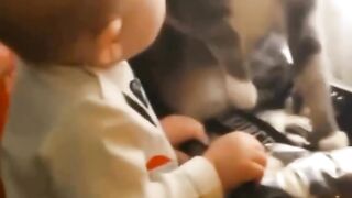 Funny cats Video I Laughing Video #funny #funny video #funny cats #funnyanimal 2