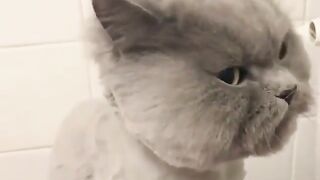 Funny cats Video I Laughing Video #funny #funny video #funny cats #funnyanimal 3