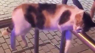 Funny cats Video I Laughing Video #funny #funny video #funny cats #funnyanimal 4