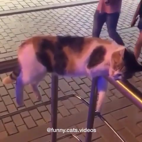 Funny cats Video I Laughing Video #funny #funny video #funny cats #funnyanimal 4 - Febspot