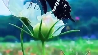 Quran_translation_in_Urdu_#viral_#shorts(480p).