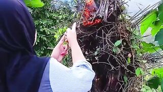 Unique sugar cane tree