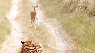 Tiger_Attack_Fawn_Deer_Cubs_._please_subscribe_my_YouTube_#cats__#animal_#tiger_#viral_#ranthambor(480p).