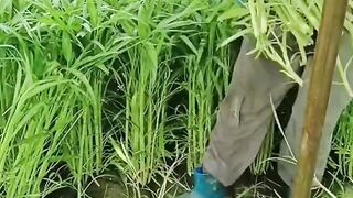 Kale vegetables