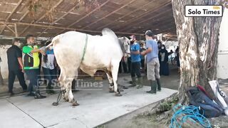 Proses Penyembelihan Sapi Jokowi di Masjid Agung Solo