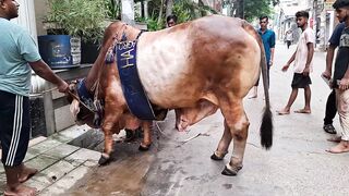 Biggest Sahiwal Bull Grounding In Puran Dhaka Wari • Eid Ul Adaha 2024. ‪@bdcattle‬