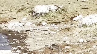 A natural hunter