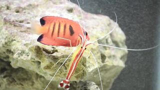 Shrimp works to remove parasites from fish