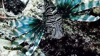 Super interesting video of beautiful scene fishing swimming