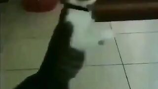 Funny Cats I Funny Video I Funny Animal #funny #funnycats #funnyvideo #funnycat #animalfunny #funy #funn
