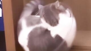 Funny Cats I Funny Video I Funny Animal #funny #funnycats #funnyvideo #funnycat #animalfunny #funy #funn 2
