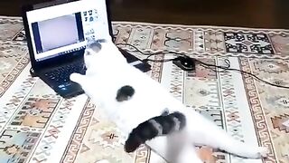 Funny Cats I Funny Video I Funny Animal #funny #funnycats #funnyvideo #funnycat #animalfunny #funy #funn 3